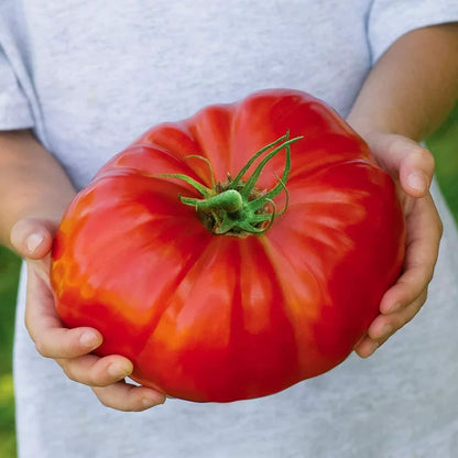 🍅Giant Beef Tomato Seeds-Up-To-2Kg✨