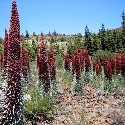 TOWER OF JEWELS Red Bugloss Echium Wildpretii Ruby Hummingbird Flower Seeds *Flat Shipping