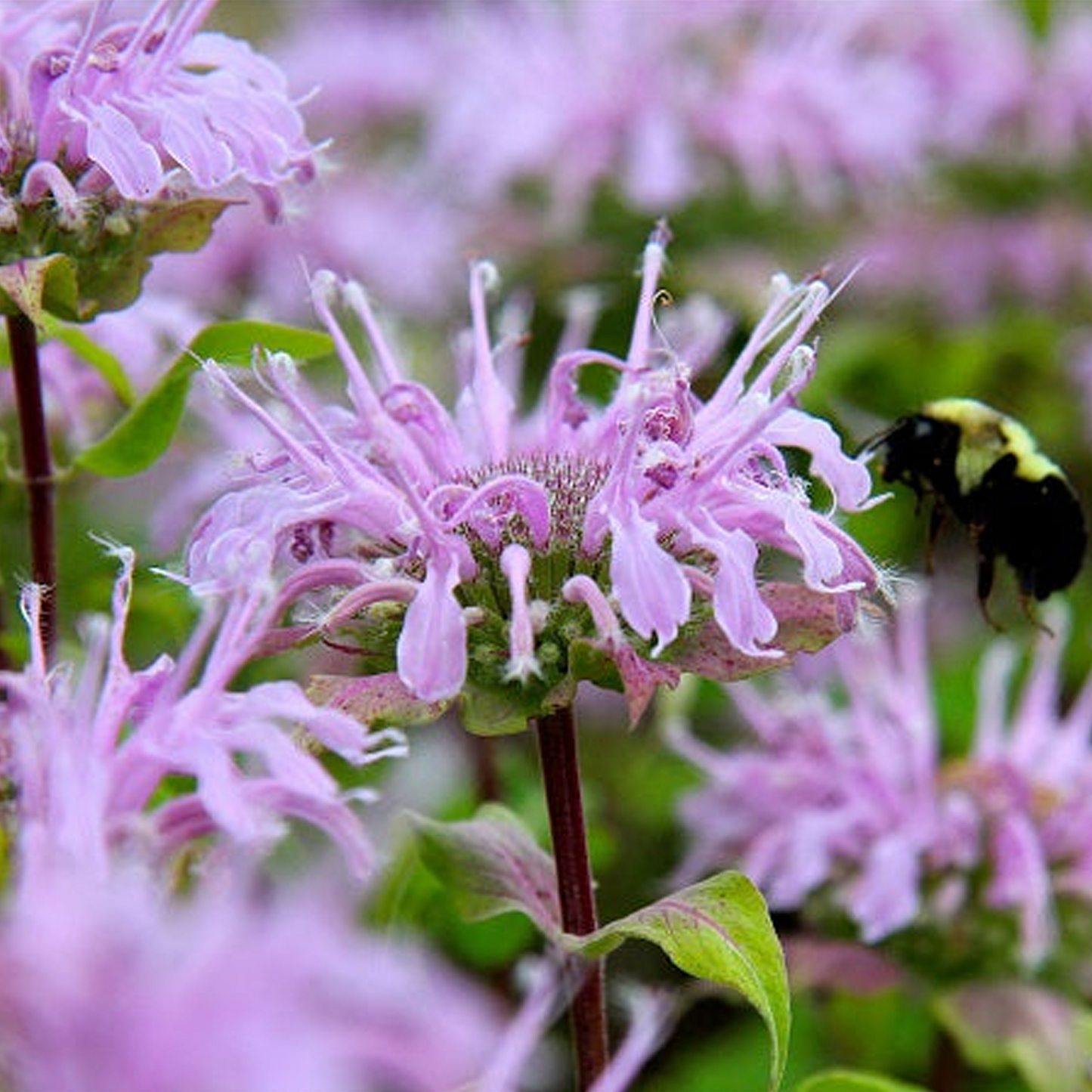 Bee Balm - Wild Bergamot Seeds