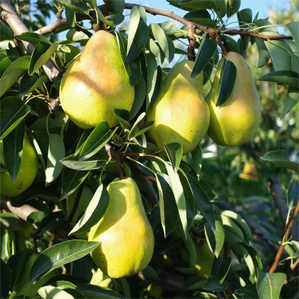 Pyrus communis Seeds - granny's pears