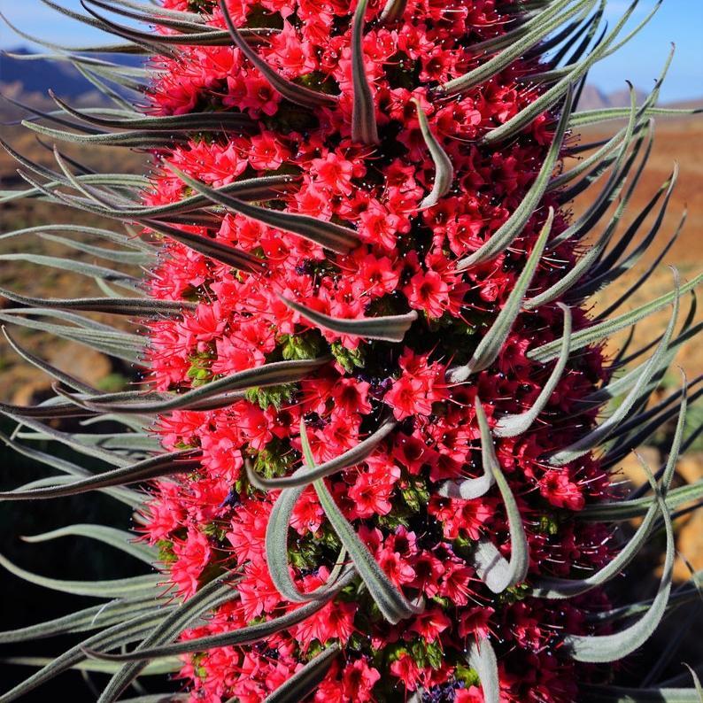 TOWER OF JEWELS Red Bugloss Echium Wildpretii Ruby Hummingbird Flower Seeds *Flat Shipping