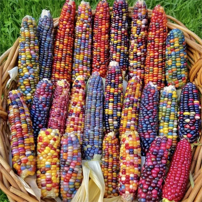 Decorative Corn Gem corn  Seeds