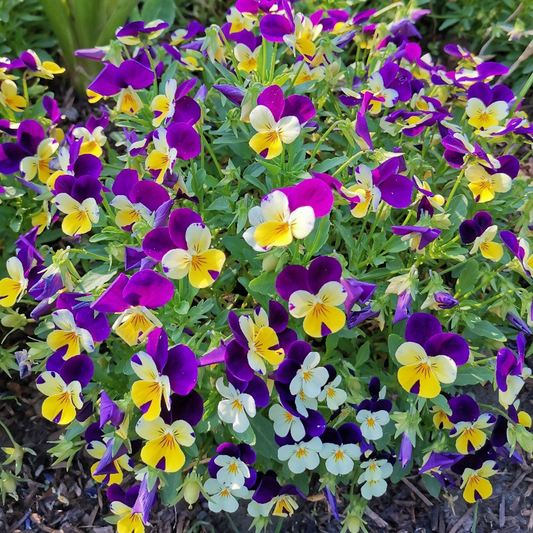 🌺Premium Pansy Seeds