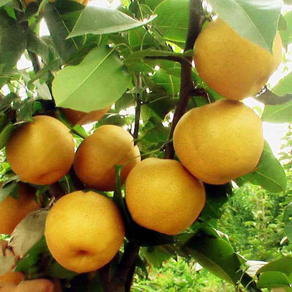 Bag Pear Seeds Yellow  Pear Tree Bonsai Seeds Sweet Delicious Exotic Fruit Seeds