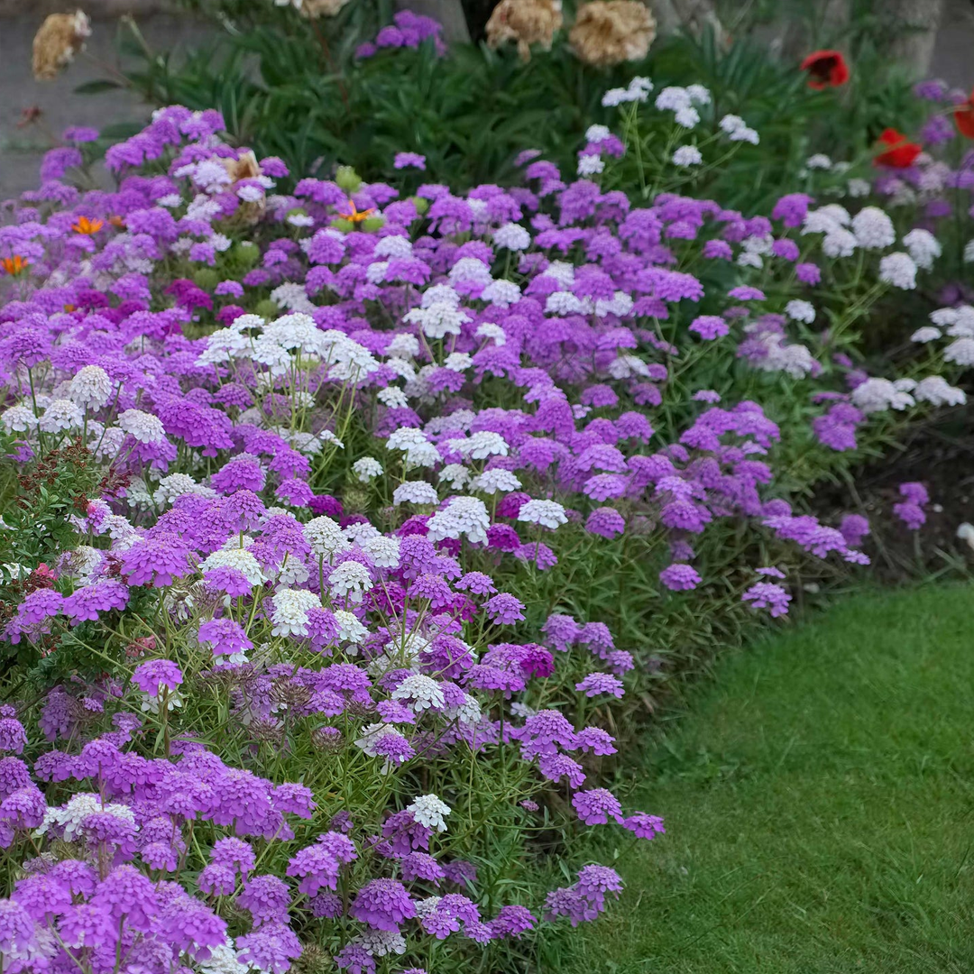 Candytuft Seeds - Mixed Colors