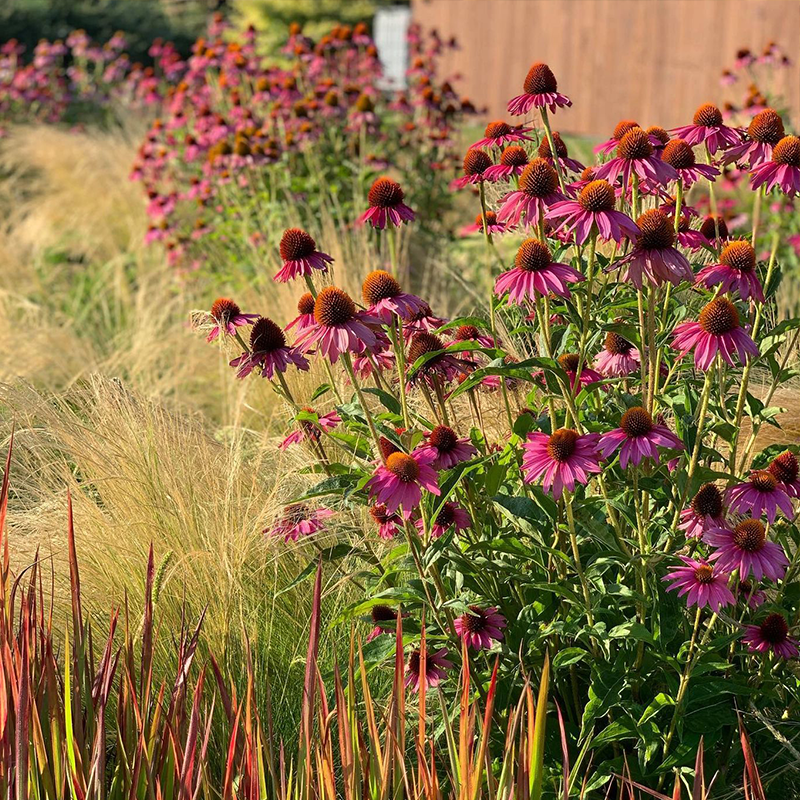 Purple Coneflowers&Black Eyed Susan Mix