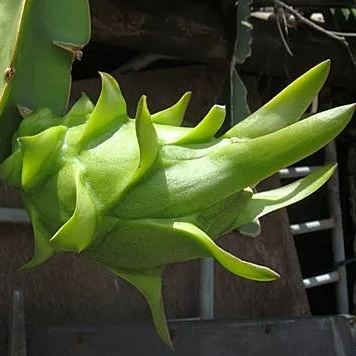 Multi-colored Dragon Fruit Seeds