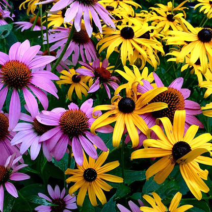 Purple Coneflowers&Black Eyed Susan Mix