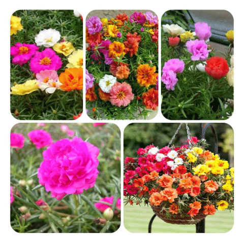 🌺Last Day Sale - 60% OFF💐10000 Pcs Muti-color Portulaca Flower Seeds