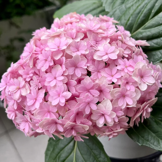 🌼Perennial Hydrangea Seeds