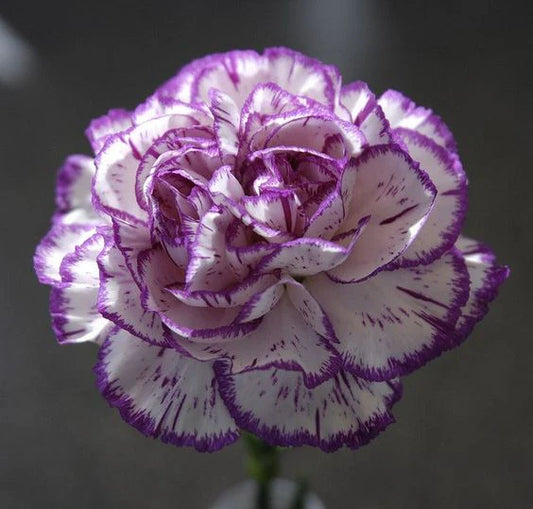 Carnations Seeds-Goleb