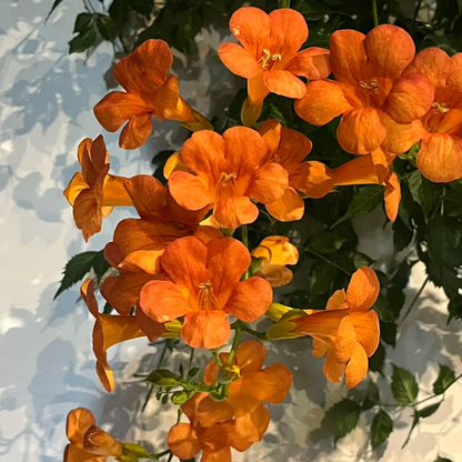 🧡Campsis Radicans - The First Choice In Summer