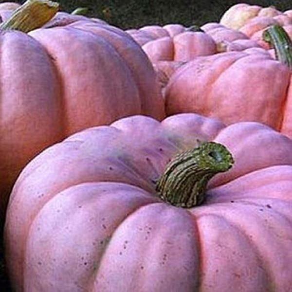 Pink Pumpkin Seeds