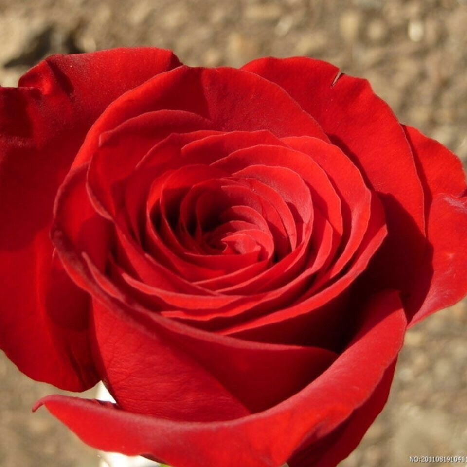 🌹Miniature Rose Seeds