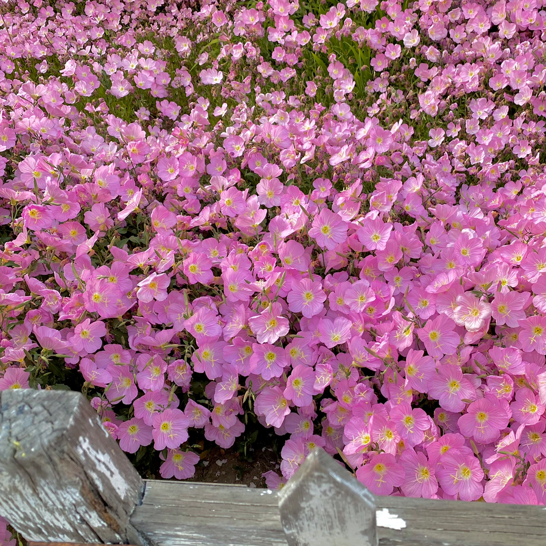 🌸Beautiful evening primrose seeds