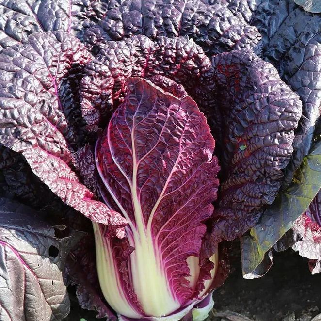 Organic Purple Cabbage Seeds