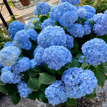 🌼Perennial Hydrangea Seeds