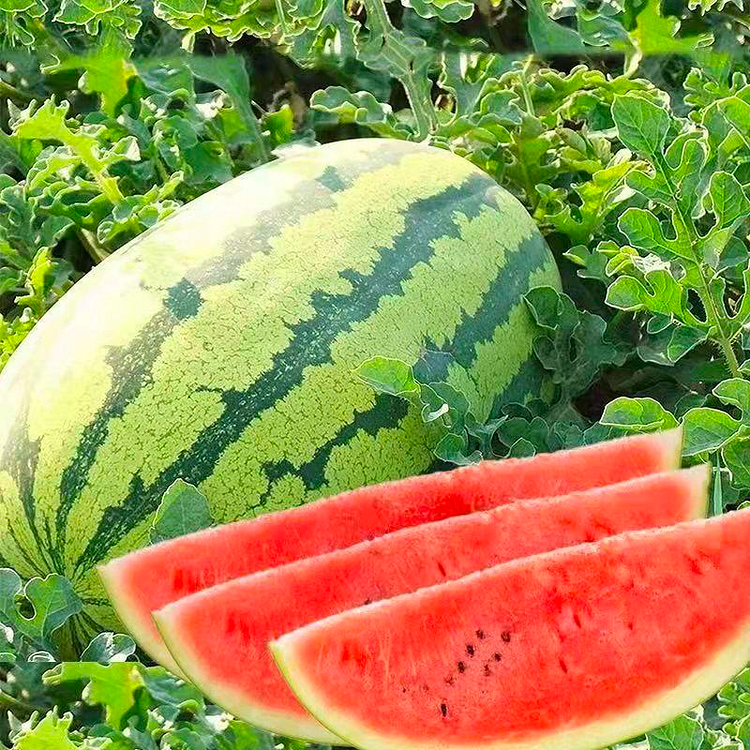 🔥🍉-Watermelon Seeds  - 98% Germination