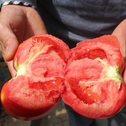 Hair Pink Tomato Seeds