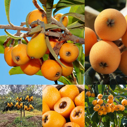 Five-star Loquat Seeds