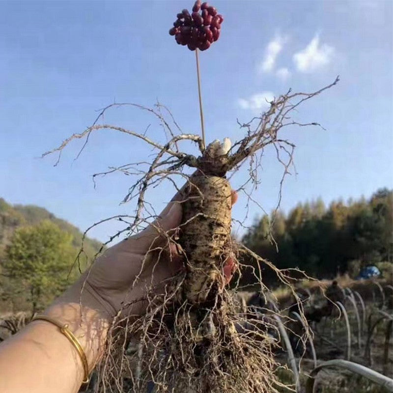 🔥 Up to 65% Off 😲 [Limited Supply Available] Ginseng Seeds