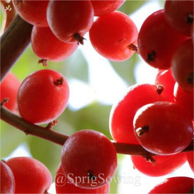 Denseflower Elaeagnus Fruit Seeds