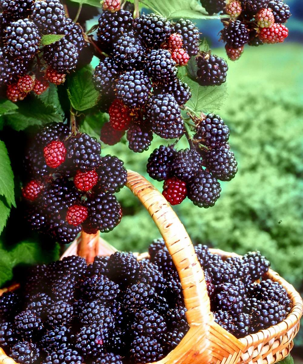 🔥Sweet Giant Blackberry Seeds