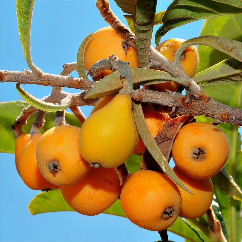 Five-star Loquat Seeds