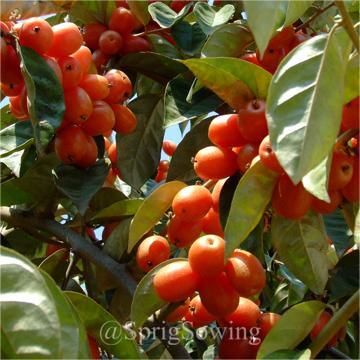 Denseflower Elaeagnus Fruit Seeds