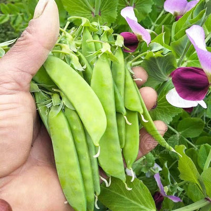 🫛Snow pea seeds --- cold and heat resistant, disease resistant and high yielding