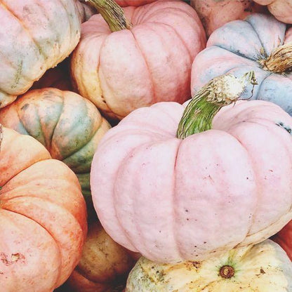 Pink Pumpkin Seeds