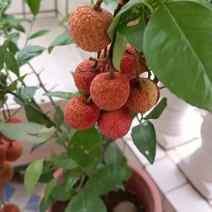 🔥Last Day Sale - 60% OFF🌿Seedless Lychee Seeds