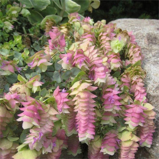 😍Last Day Sale - 60% OFF✨Ornamental Oregano Seeds - 2024 New Variety "Paper Folding Picture"