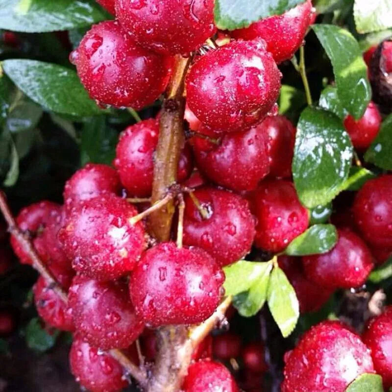 Ruby Calcium Berry Seeds🍒Prunus humilis