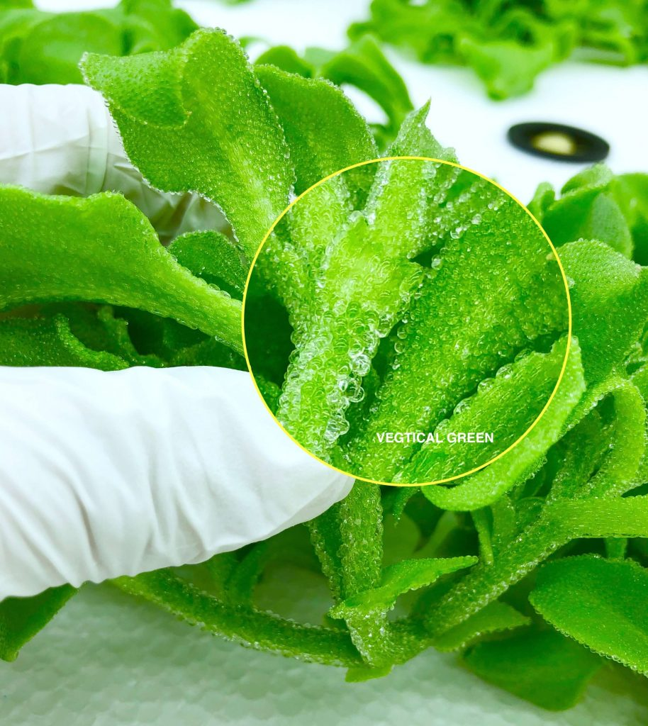 😍Last Day Sale - 60% OFF✨Crystal Ice Plant Seeds