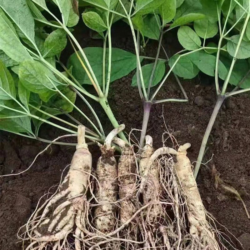 🔥 Up to 65% Off 😲 [Limited Supply Available] Ginseng Seeds