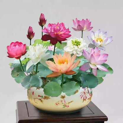 🌸【7 days germination】Last Day Sale - 50% OFF💐The Sacred Bonsai Bowl Lotus Flower