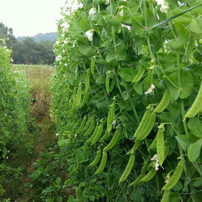 🫛Snow pea seeds --- cold and heat resistant, disease resistant and high yielding