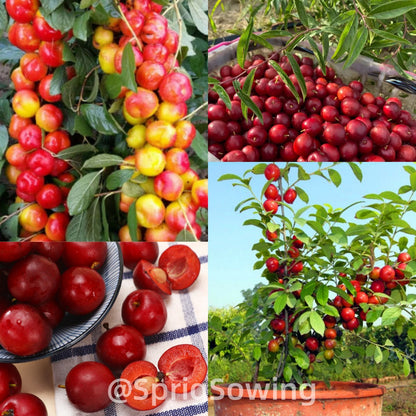 Ruby Calcium Berry Seeds🍒Prunus humilis