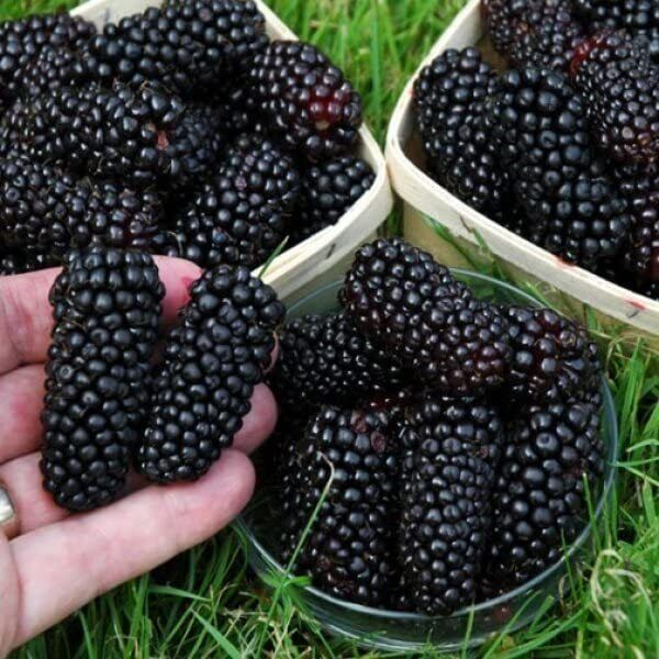 🔥Sweet Giant Blackberry Seeds