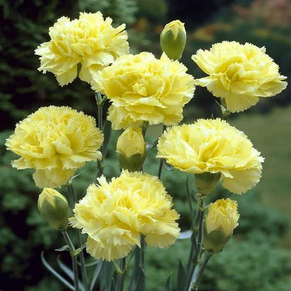 Carnations Seeds-Goleb