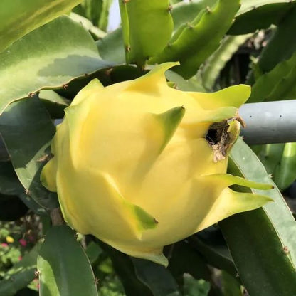 Multi-colored Dragon Fruit Seeds