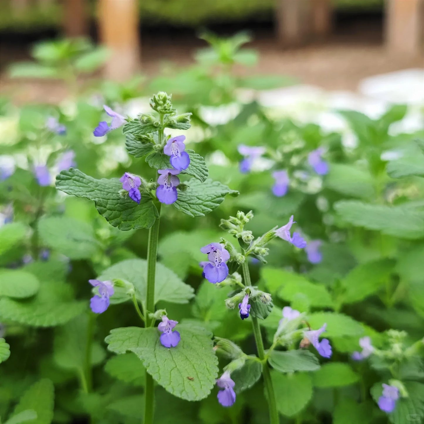 😍Last Day Sale - 60% OFF✨Catnip Seeds