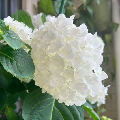 🌼Perennial Hydrangea Seeds