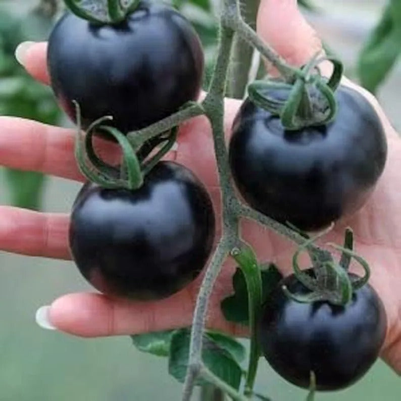 50/100 Organic Indigo Rose Tomato Seeds, Heirloom, Non-GMO, Solanum Lycopersicum