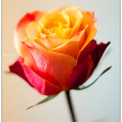 🌺Last Day Sale - 60% OFF💐Beautiful Mini Rose Seeds