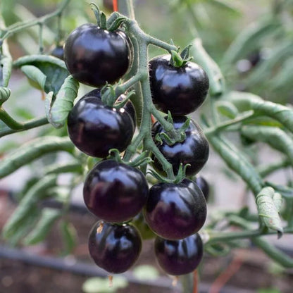 50/100 Organic Indigo Rose Tomato Seeds, Heirloom, Non-GMO, Solanum Lycopersicum