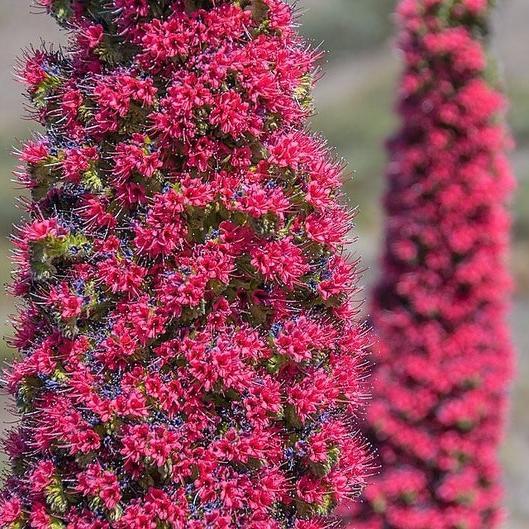 TOWER OF JEWELS Red Bugloss Echium Wildpretii Ruby Hummingbird Flower Seeds *Flat Shipping