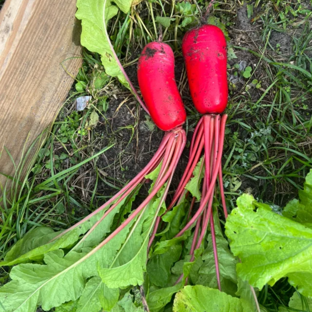 Pineapple Fruit Radish Seeds🥕