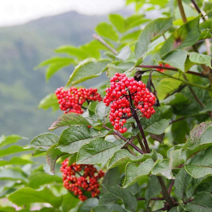 🔥 Up to 65% Off 😲 [Limited Supply Available] Ginseng Seeds